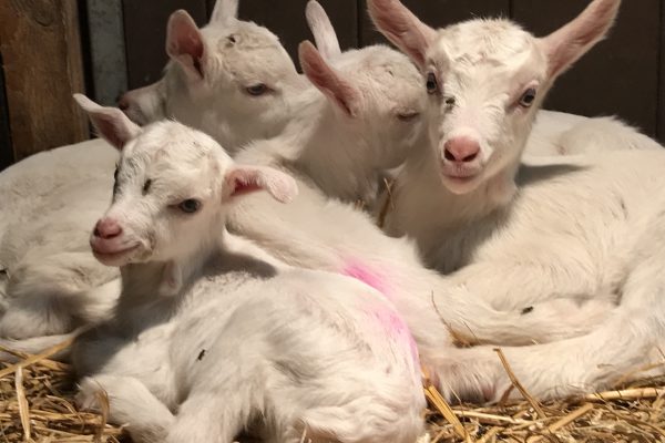 Nieuwe openingstijden boerderijwinkel
